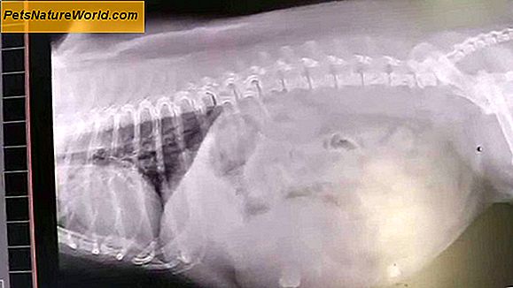 Cat Stomach Cancer