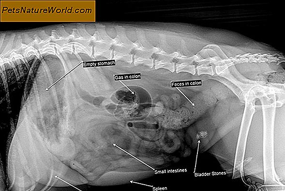 Diagnosi di tumori nasali nei cani