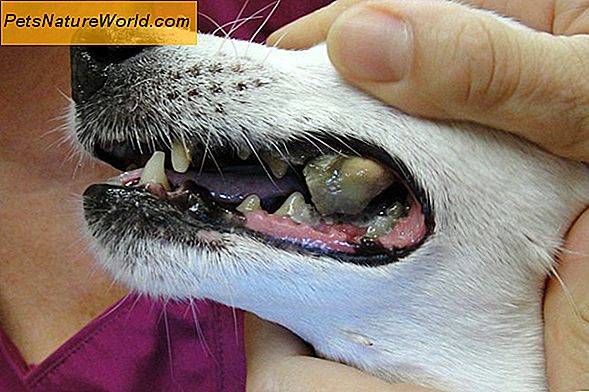 Distinguere i sintomi del cancro canino da un virus o da un'infezione