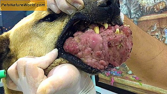 Dog Mouth Cancer