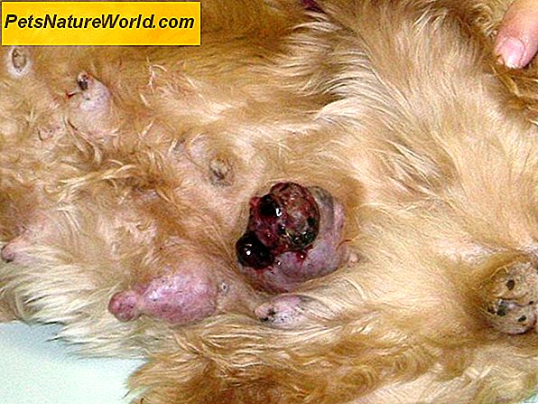 Cani e tumori: 4 suggerimenti per la rilevazione precoce