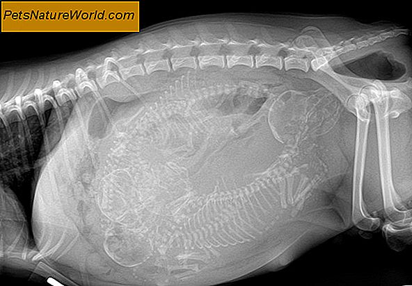 Feline Abdominal Tumor Symptoms