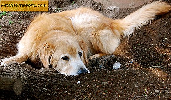 Linfoma nei cani: effetti collaterali della chemioterapia