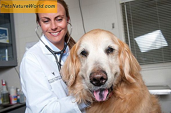 Trattamento del cancro nei cani con radiazioni contro la chemioterapia