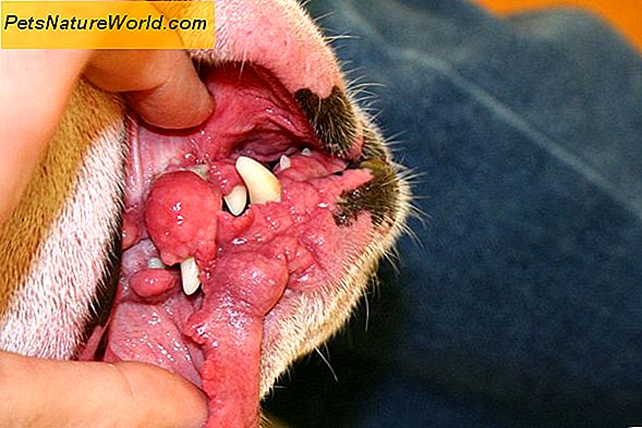 Malattia parodontale avanzata nei cani