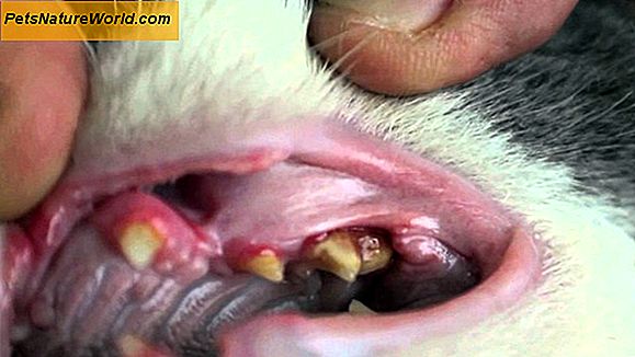 Estrazione del dente di gatto