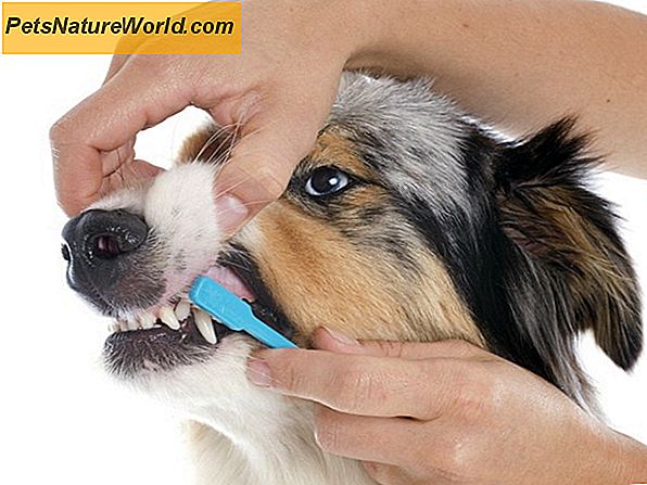 Ropień zębów u psów