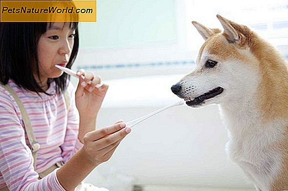 Kodėl šuo Dantų sveikata yra svarbi