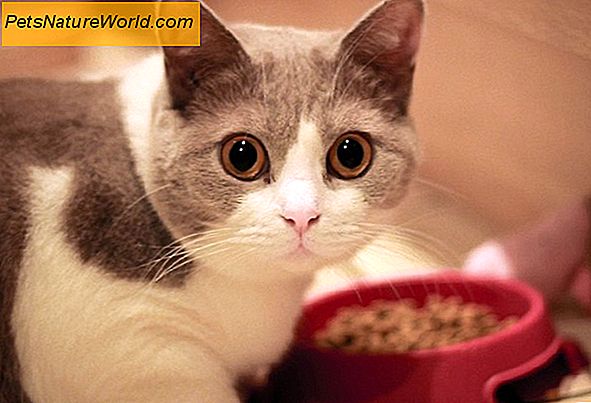 Konservuotos (šlapios) katės maisto privalumai