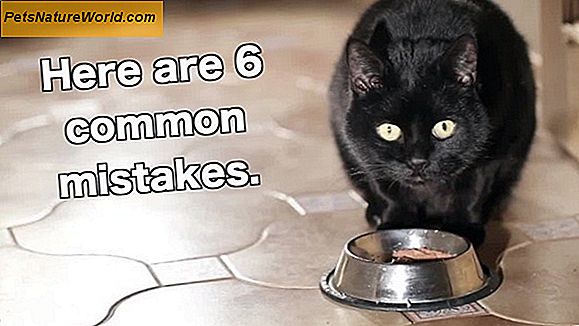 Cat Feeding Mistakes