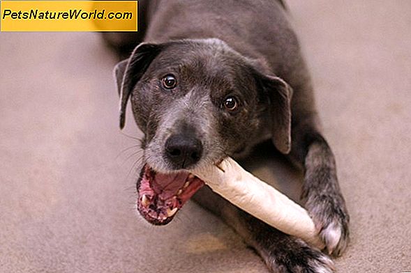 Rawhide Bones for Dogs