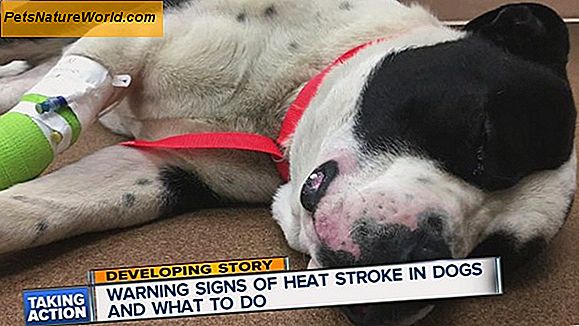 Dog Heat Stroke Symptomer