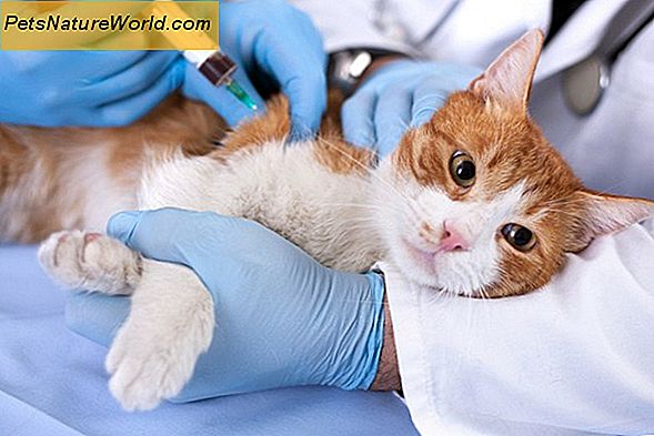 Infiammazione del fegato nei gatti