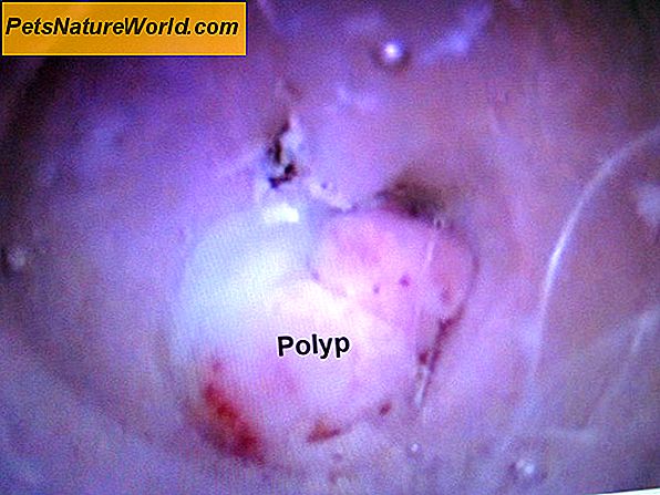 Cat Ear Polyps