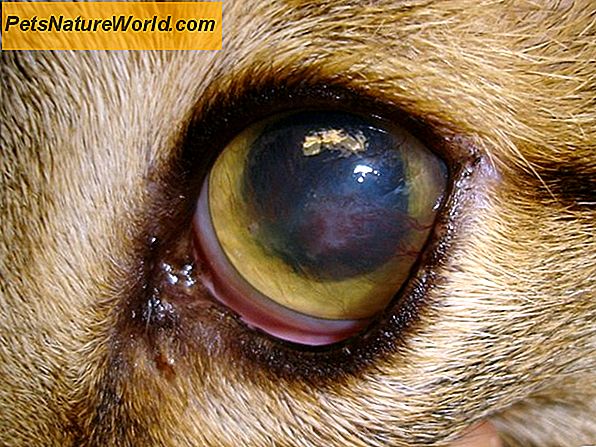 Unguenti per il trattamento delle infezioni agli occhi di gatto
