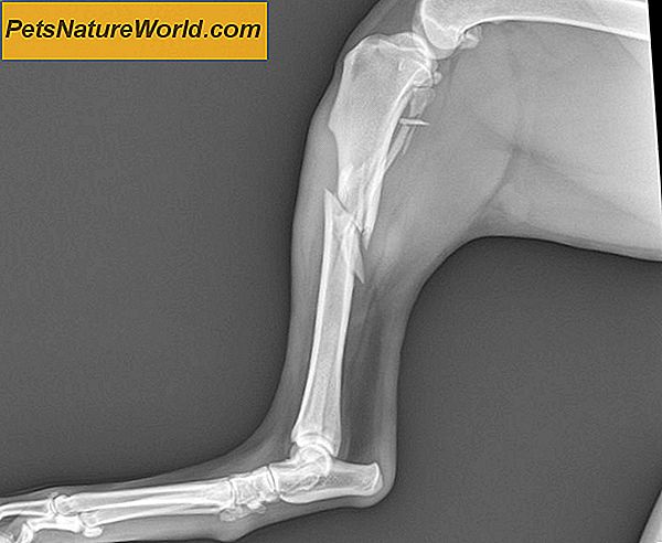 Dog Bone frakturer