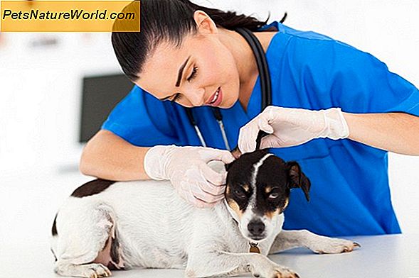Hunde-Notfall-Pflege