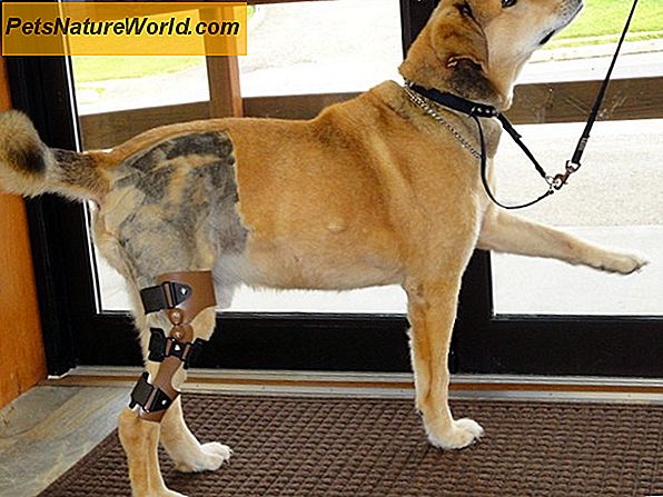 Trattare una ferita dell'anca nei cani