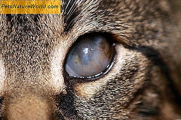 Feline Rhinotracheitis Virus