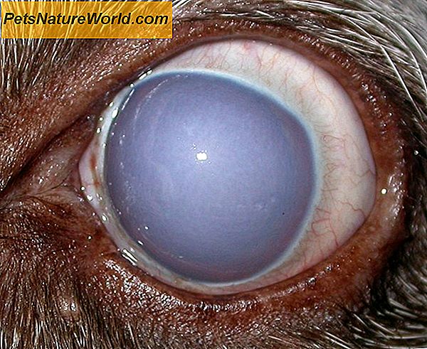 Canine Cataract fjerning