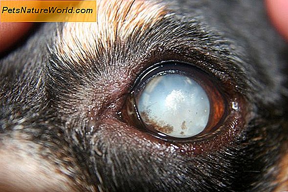 Canine Cataract Surgery versus Medicinal Treatment