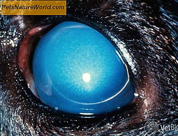 Trattamento del glaucoma canino con criochirurgia