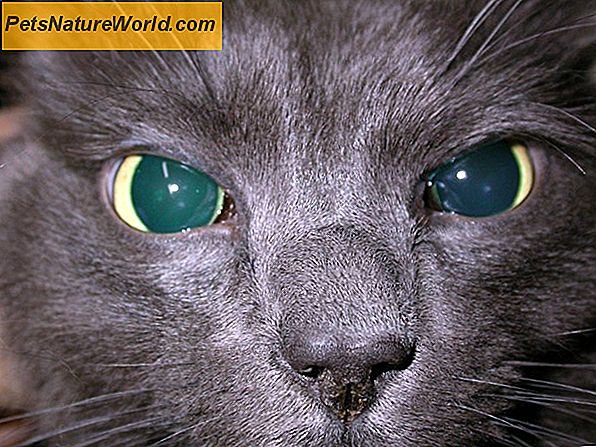 Cat Cataract Surgery