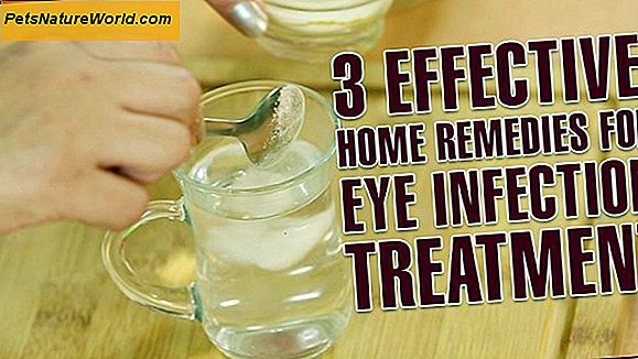 Cat Eye Infection Treatment