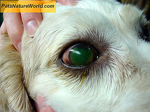 Cat Eye Ulcer Diagnosis
