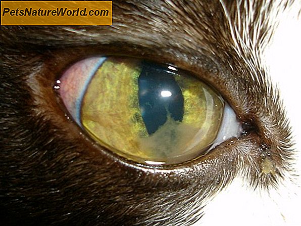Cat Vision Problems