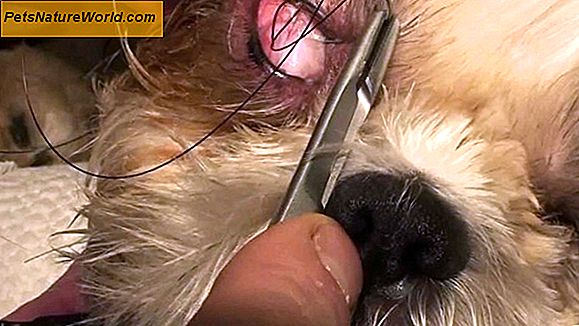 Cherry Eye Surgery for Dogs