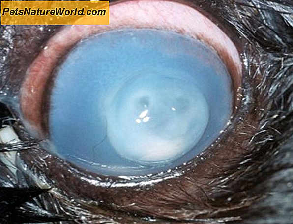Dog Eye Ulcer Treatment