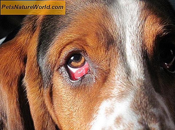 Dog Eye Allergy Symptom