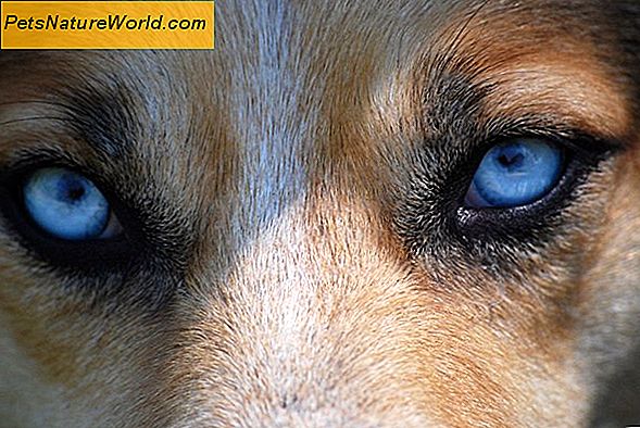 Chirurgia per l'occhio del cane