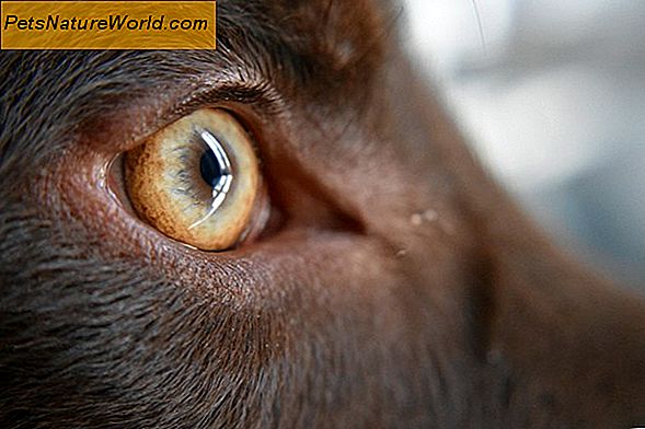 La salute degli occhi per i cani
