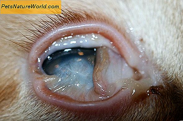 L'herpes oculare nei gatti