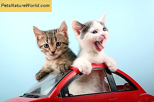 Cat Car Travel Tips