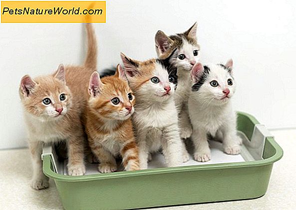 Cat Litterbox Hygien Essentials