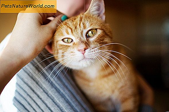 Cat Scratch Fever Prevention Tips