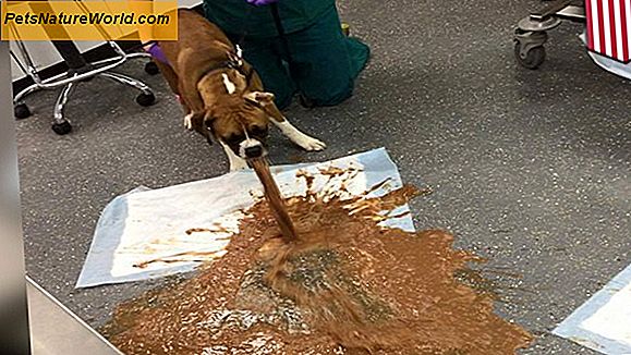 I pericoli dei cani che mangiano il cioccolato