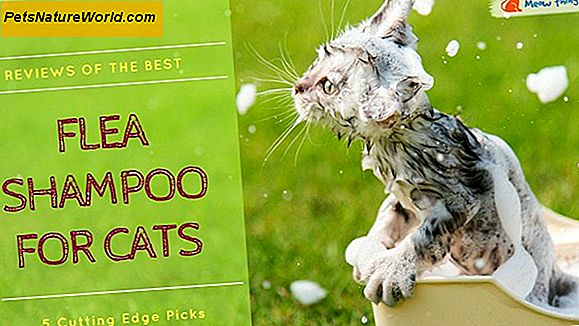 Flea Shampoo per gatti