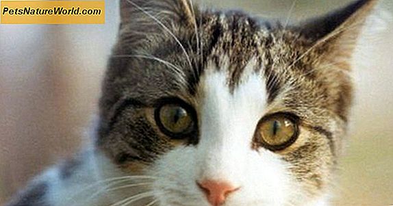 Come fai a sapere se il tuo gatto ha le pulci?