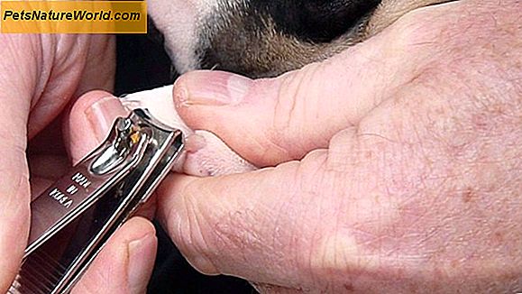 Dog Nail Clipping the Safe Way