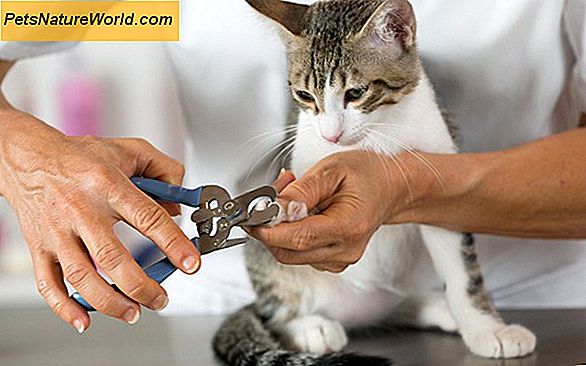 Grooming Cats 'Nails