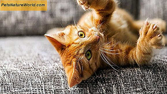 Common Kitten Health Questions
