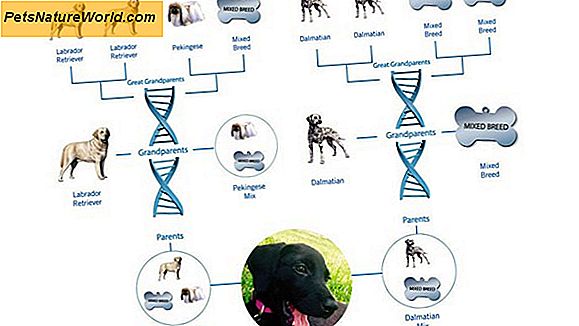 Kit per test del DNA del cane