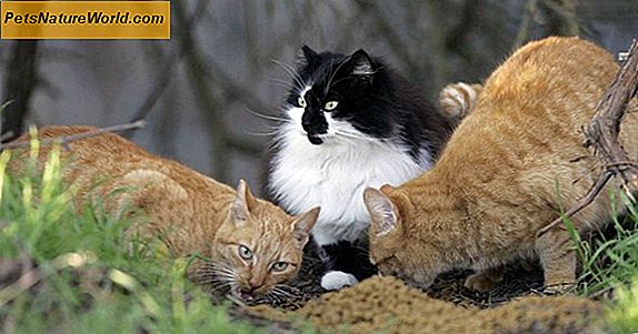 Feline Health Care for Feral Cats