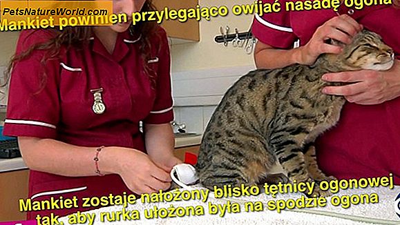 Feline Veterinary Medicine Vs. Home Care