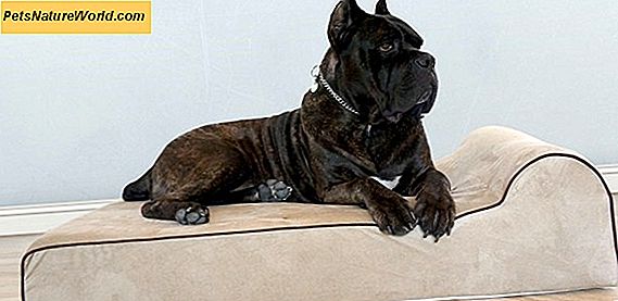 Benefici ortopedici dei letti per cani in schiuma