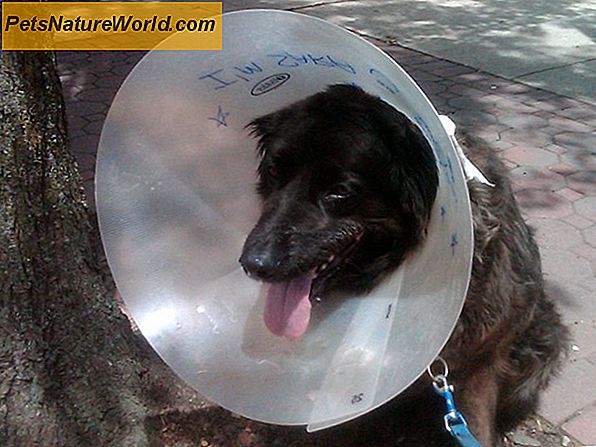 Tierarzt-konforme Hundeversicherung: Suche nach umfassender Deckung